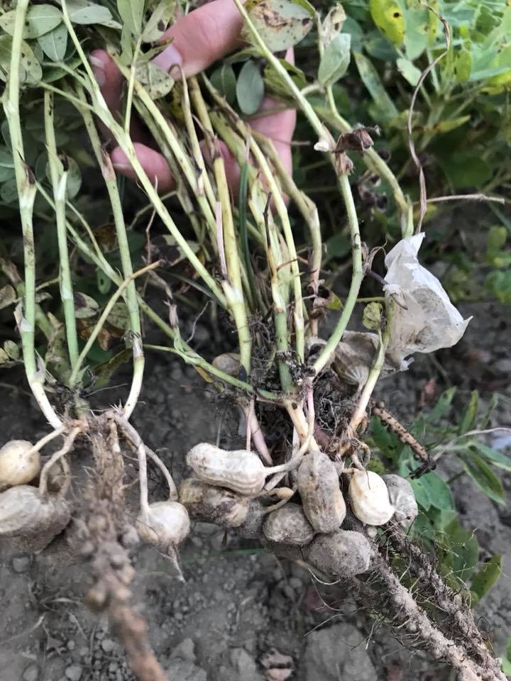 30712303_2006043272994112_8327149829881668504_n