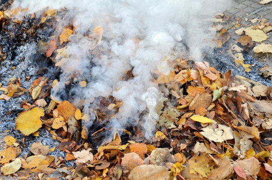 smoke from burning leaves  ,they were gathered by cleaning